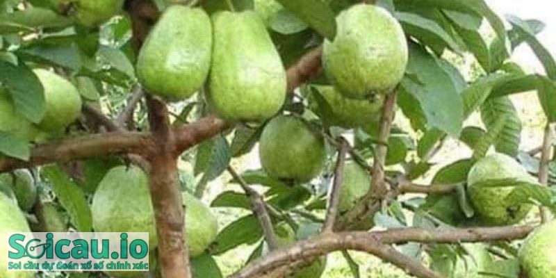 Ngủ mơ thấy cây ổi có điềm báo tốt lành về chuyện gia đình, tình cảm và bạn bè