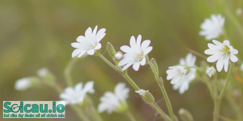 Chiêm bao về lọ hoa màu trắng thể hiện bạn đang gặp rắc rối trong công việc, mọi chuyện trong cuộc sống