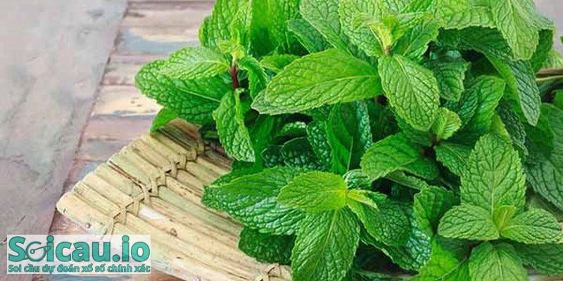 Nằm mơ thấy mẹ trồng cây bạc hà trong vườn báo hiệu có một người để mắt đến bạn và trong thời gian sắp tới đối phương sẽ theo đuổi cuồng nhiệt