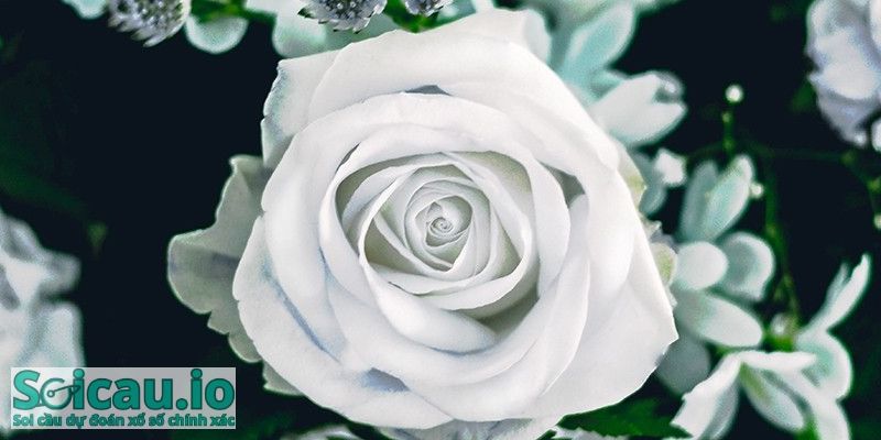 Nếu mơ thấy hoa màu trắng thì bạn sẽ có tin vui về công việc trong thời gian sắp tới