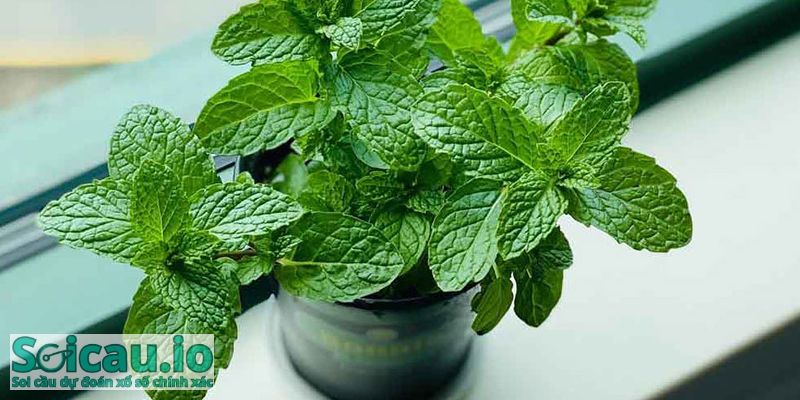 Mọi người khi mơ thấy điều này nên cẩn thận trong lời ăn tiếng nói tránh tai bay vạ gió, mâu thuẫn gia đình