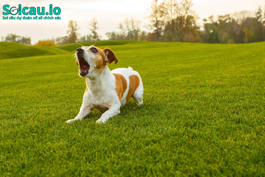 Sự cãi vả được báo hiệu trong hình ảnh chú chó nhỏ