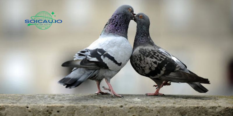 Mơ thấy hai con bồ câu