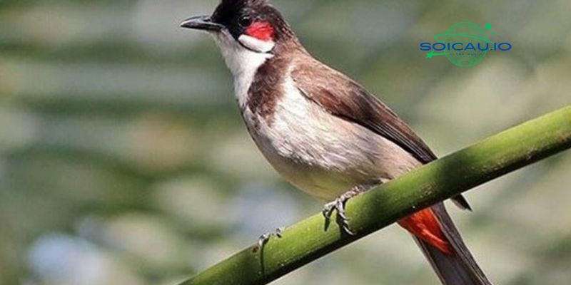 Mơ thấy chim chào mào và những ý nghĩa đặc biệt