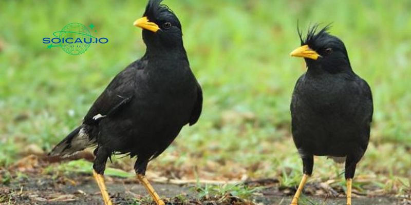 Màu đen của con chim đại diện cho điều không may