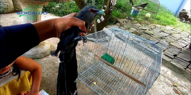 Chim được thả khỏi lồng đại diện cho tự do