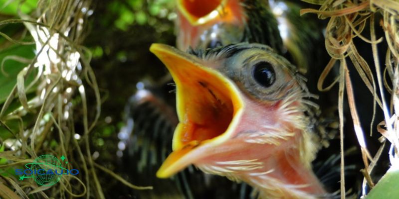 Mơ thấy chim non đánh con gì để thắng lớn