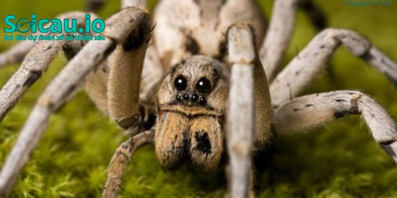 Đánh số gì để đổi đời nếu mơ về nhện