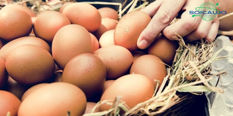 Nằm ngủ mơ thấy quả trứng gà là điềm báo như thế nào?