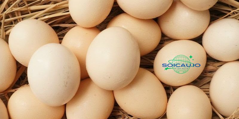 Đánh con đề nào khi mơ thấy những quả trứng gà?