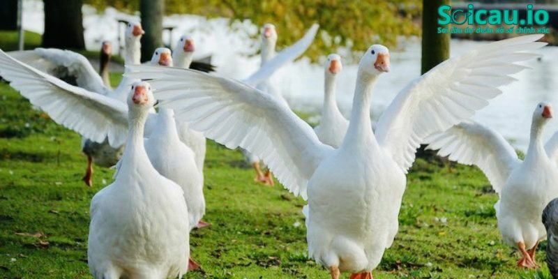 Ý nghĩa về giấc mơ thấy trứng ngỗng trong văn hóa Việt Nam