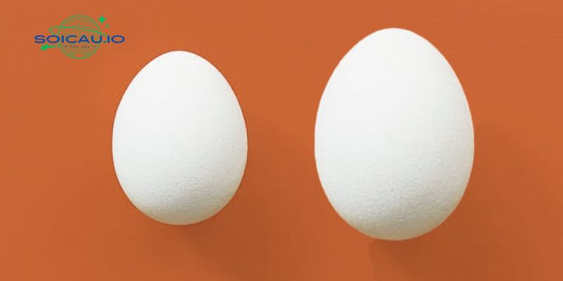 Nằm mơ thấy quả trứng vịt to bất thường