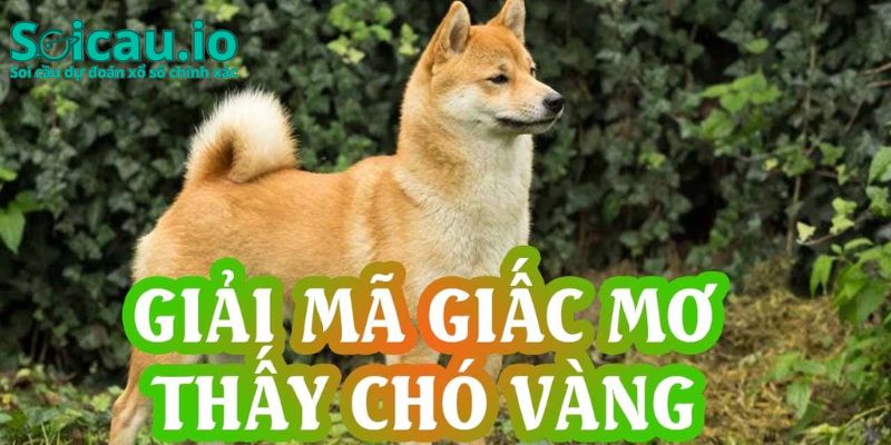 Chó vàng có thể là điểm báo đại cát đại lợi dành cho bạn