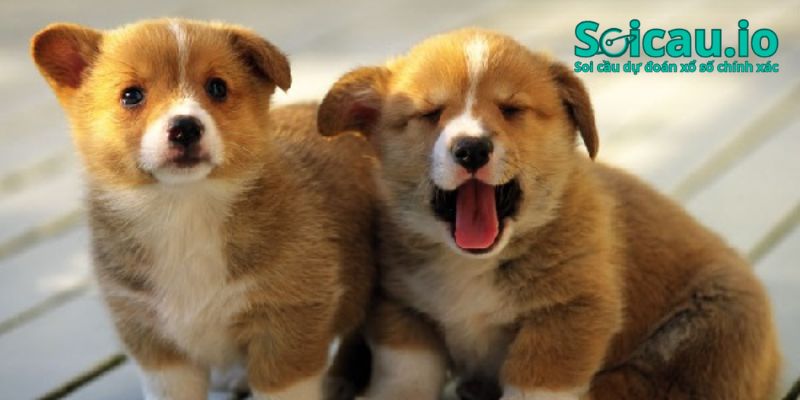 Lý giải giấc mơ thấy chó vàng có 2 con