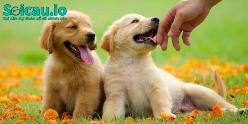 Nằm mơ thấy chó vàng được quan niệm là giấc mơ vô cùng may mắn