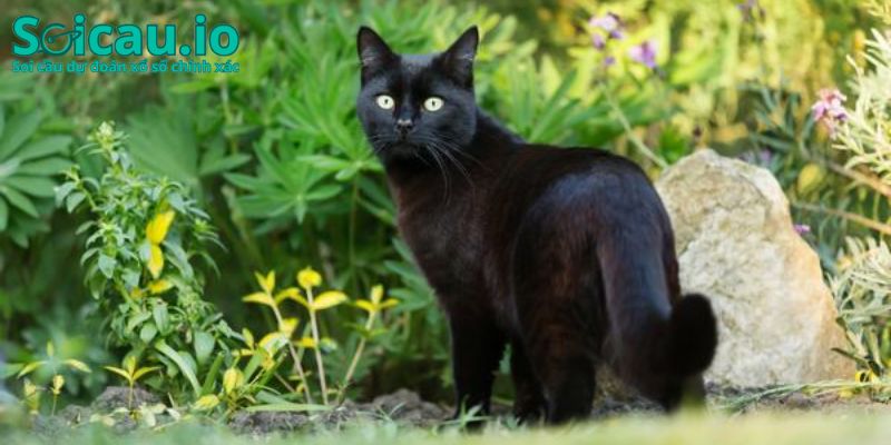 Điềm báo khi nằm mơ mèo đen của người lạ