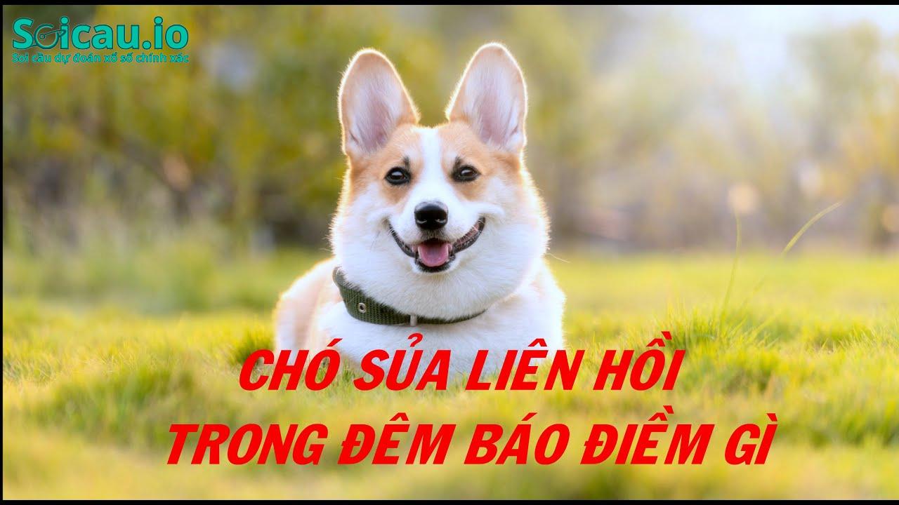 Giấc mơ thấy chó sủa mang nhiều ý nghĩa khác nhau