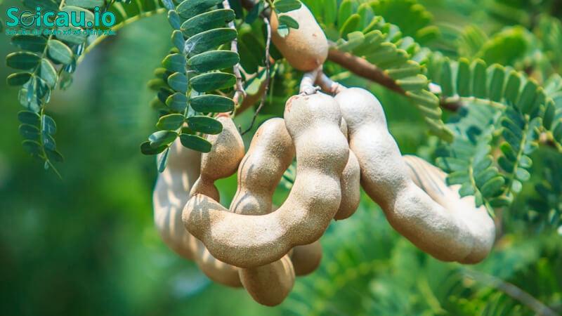 Mơ thấy cây me nhiều buồn vui xen lẫn