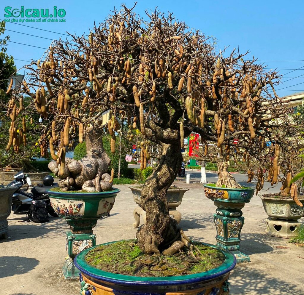 Cây me nhiều trái điềm báo may mắn