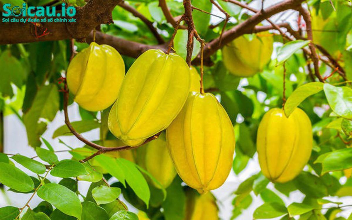 Hình ảnh cây khế cực kỳ gần gũi và thân thuộc