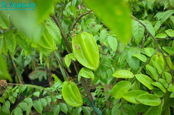 Chua chát tượng trưng cho thử thách