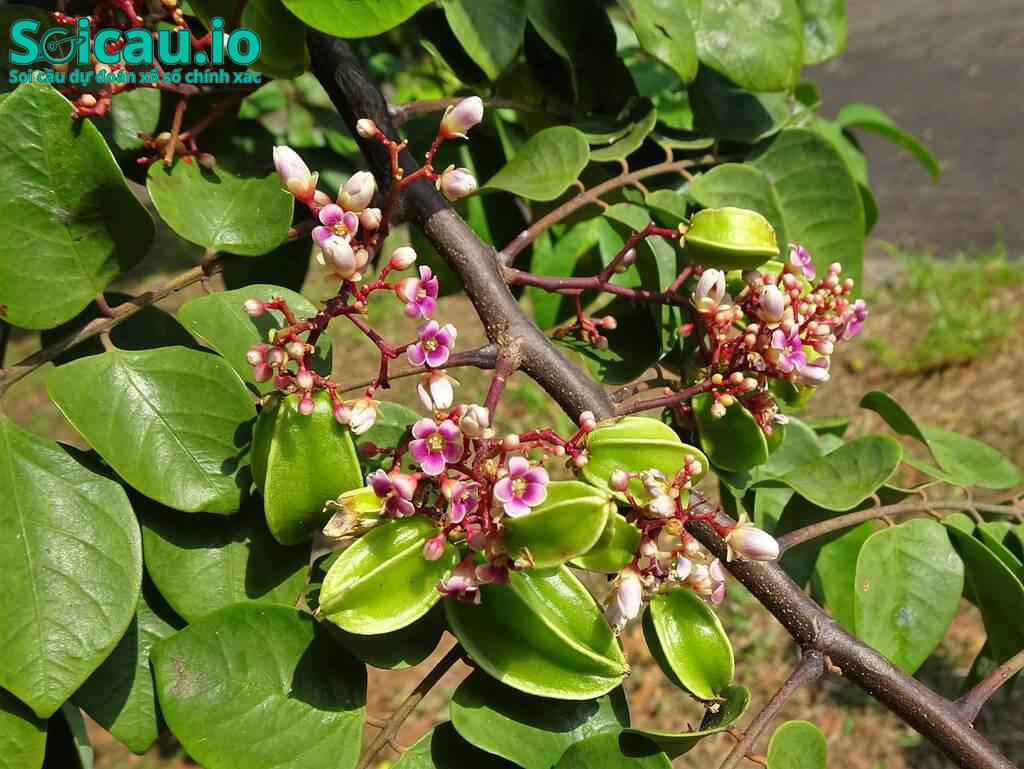 Giấc mơ thấy cây khế chỉ ra lá mang nhiều khó khăn