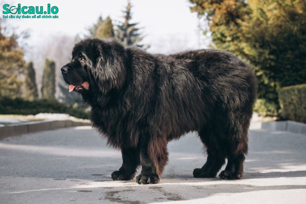 Chảy máu luôn là hình ảnh mang đến vận rủi