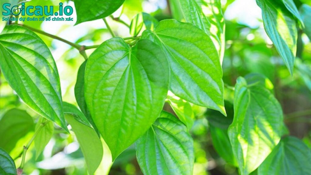Lá trầu không một hình ảnh gắn liền vùng quê