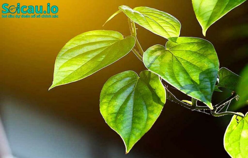 Mơ thấy lá trầu không với nhiều tầng ý nghĩa
