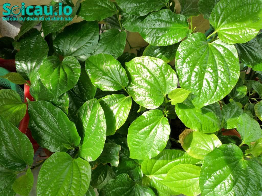 Một sự báo hiệu may mắn trong tình duyên