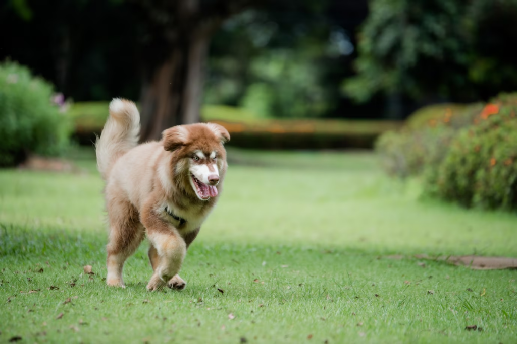 Chó đuổi không ngừng báo hiệu sự thách thức